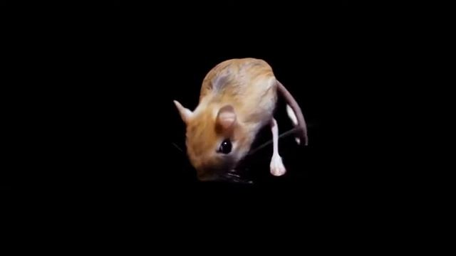 Тушканчик или Jerboa - маленький кенгуру
