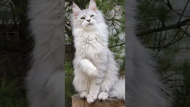 Кошка мейн-кун из питомника Страна Гулливеров смотреть онлайн