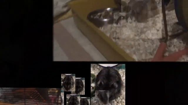 Как у меня появился хомяк, подборка лучшего)))