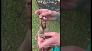 Маллика-мала м.: как читать джапу