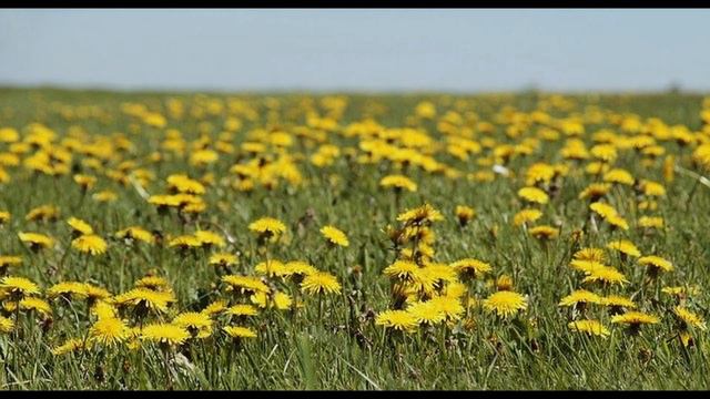 М.В.Лисенко Інтермецо Фа-мажор для фортепіано смотреть онлайн