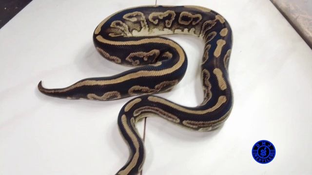 Ball Python Holdback Updates And 1st Entry to #ProjectIntroduceYourself смотреть онлайн