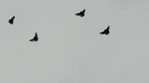 Николаевские Голуби(Бабочки) в Крыму