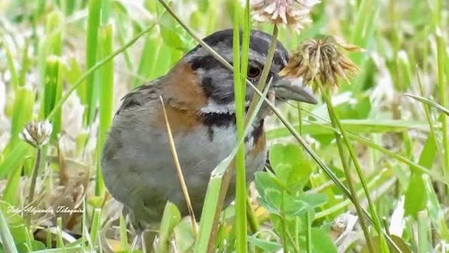 COPETON O GORRIÓN ANDINO (Zonotrichia Capensis).