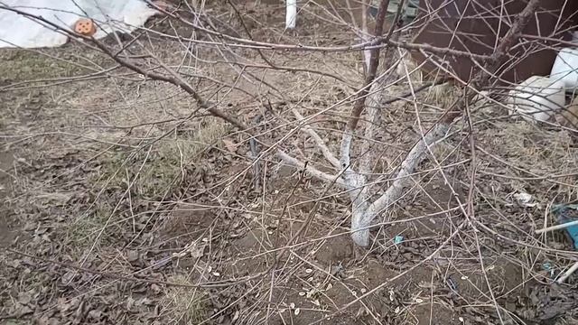 ?Для чего обкапываем деревья. Наглядный пример. смотреть онлайн