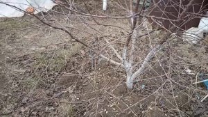 ?Для чего обкапываем деревья. Наглядный пример.