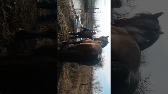 Продаем лошадей Владимирской породы жеребцы производители матки и их молодняк мы находимся в ростов смотреть онлайн