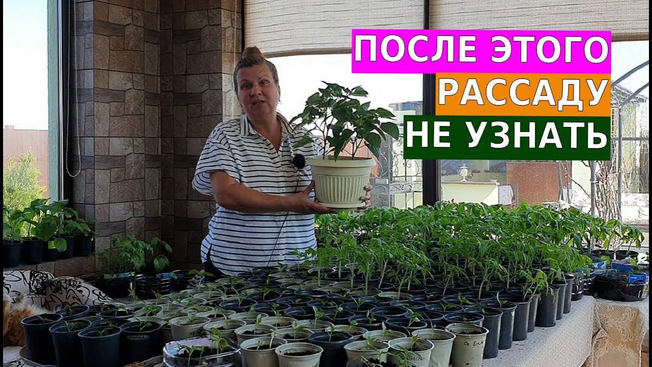 Всегда так делаю, если рассада хилая ее потом ее не узнать смотреть онлайн