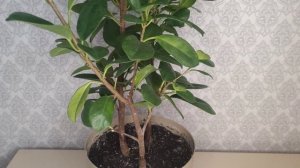 Фикус Мокламе. Весення формировочная обрезка. Как сформировать фикусу пышную крону.