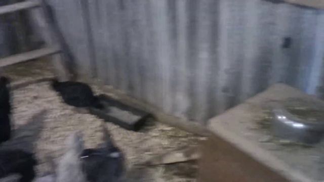 Влияет ли смена корма на кур ??? смотреть онлайн