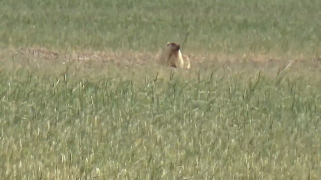 Охота на сурка байбака №2 2019г.