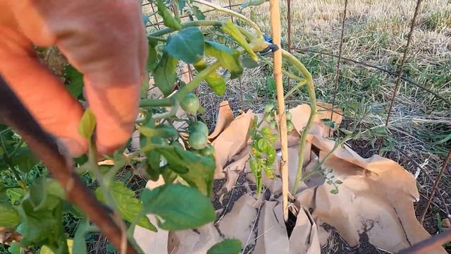 Beginning of June Garden Tour! смотреть онлайн
