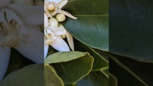 Мантра Лам- Вам - Рам- Йам- Аум- Ом для активации всех чакр. Activation of all chakras.