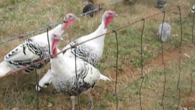 Golden Royal Palm Turkeys смотреть онлайн