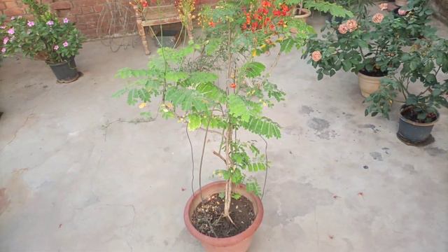 How to care Peacock Flower plant in Hindi,Caesalpinia pulcherrima plant care,@HightechGardening смотреть онлайн