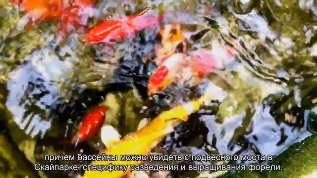 О Красной поляне в Сочи: что посмотреть самостоятельно, достопримечательности смотреть онлайн
