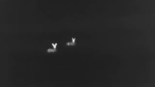 Hunted.lt: Night Pearl Termovizorius Scops 35 elite смотреть онлайн