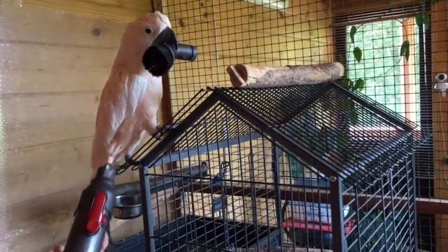 Пыльный какаду смотреть онлайн