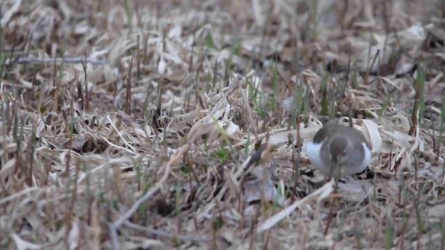 Кулик-перевозчик смотреть онлайн
