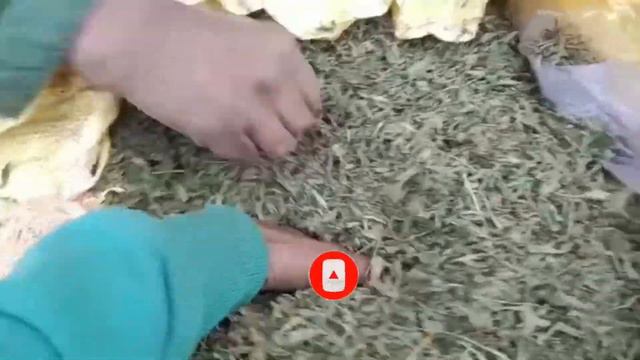 stevia ki dry Pati kharidne ke liye contact Karen 😱📲7983708248 how to make stevia dry leaves смотреть онлайн