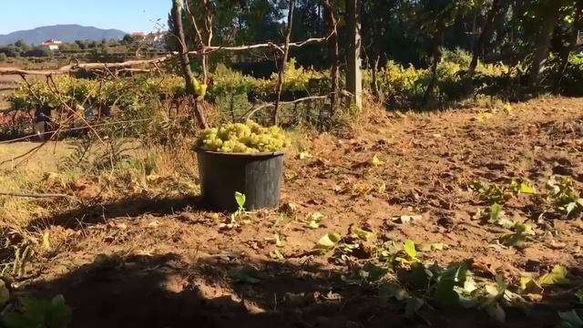 Мой камино. День 3 (02.10.2017 г). Барселош - Понте де Лима. смотреть онлайн
