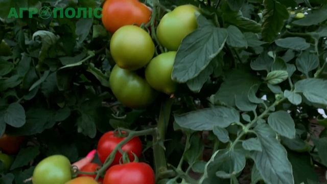 ARON F1 - ФЛАГМАН ОТ ENZA ZADEN