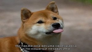 Сиба ину (шиба-ину)