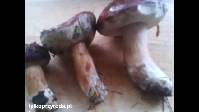czarne łebki, podgrzybek, fungus, Boletus badius, the bay bolete, borowik brunatny, смотреть онлайн
