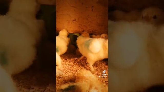 цыплята/ инкубационное яйцо/ фавероль лососевая ласхюнер смотреть онлайн