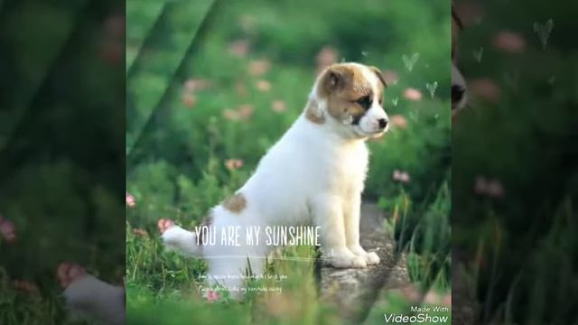 Няшные собачки? смотреть онлайн