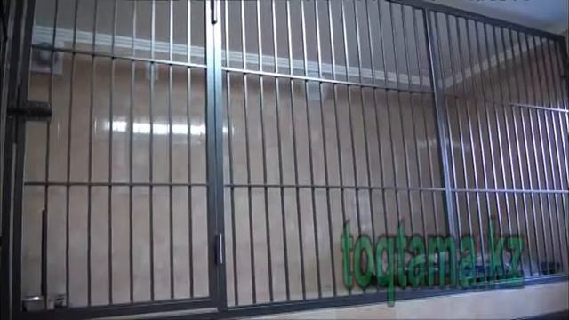 Шымкентте ит-мысыққа арналған қонақ үй бар. Гостиница для животных. Шымкент смотреть онлайн