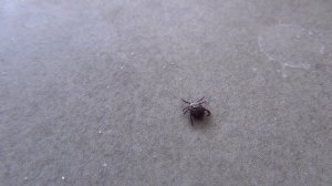 Клещ в НАШЕМ ДОМЕ Осторожно клещи