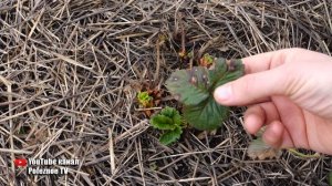 ОБРАБОТАЙТЕ КЛУБНИКУ ВЕСНОЙ ЕСЛИ ОНА ТАК ВЫГЛЯДИТ ИНАЧЕ УРОЖАЯ НЕ БУДЕТ