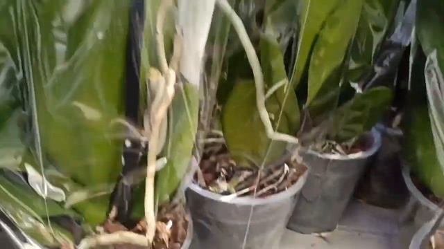 Орхидеи в Леруа Мерлен/Новогодние товары/Orchids in the Leroy Merlin store/Christmas Goods смотреть онлайн