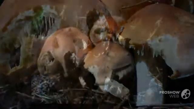 Hypholoma lateritium - fungi kingdom смотреть онлайн