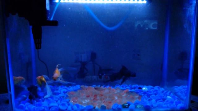 Fish Aquarium Themes - Blue Pebbles & Black Gravels Theme смотреть онлайн