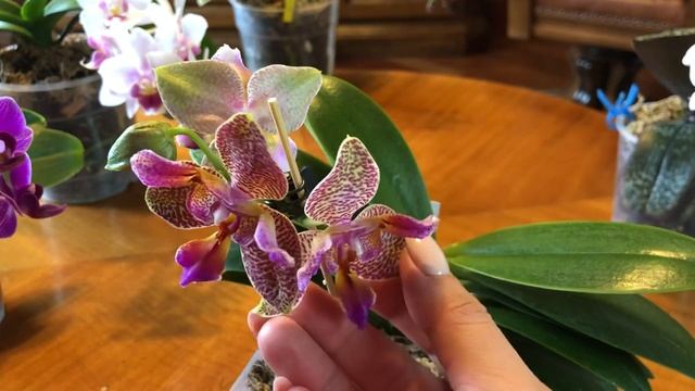 ФАЛЕНОПСИС Philippinensis (Филиппинский) и другие фаленопсисы!!!