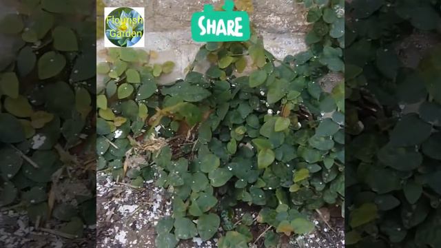 ficus pumila vine (chipkali vine) propagation /tips and tricks смотреть онлайн