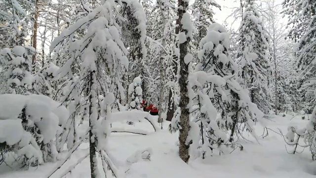 Шок кого я встретил в лесу!!!