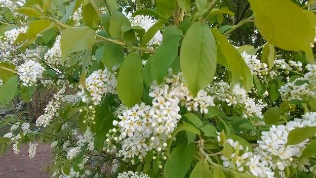 The beauty of Siberia and not only?весна и просто цветет черемуха. 2021#весна #рвсн #Тумаково смотреть онлайн