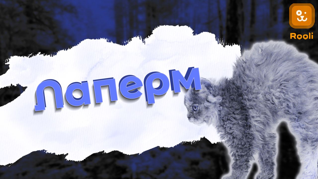 Порода кошек Лаперм смотреть онлайн