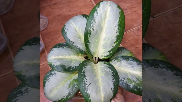 Моя новиничка ,аглаонема /Уши слона смотреть онлайн