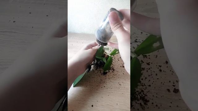 А вы где-то брали черенки растений?inst:Mala_plant #хоя#восковойплющ #восковик#myplants смотреть онлайн