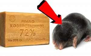 Как избавиться от кротов За 3 Секунды!