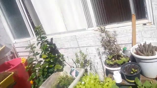 Plantas e flores смотреть онлайн