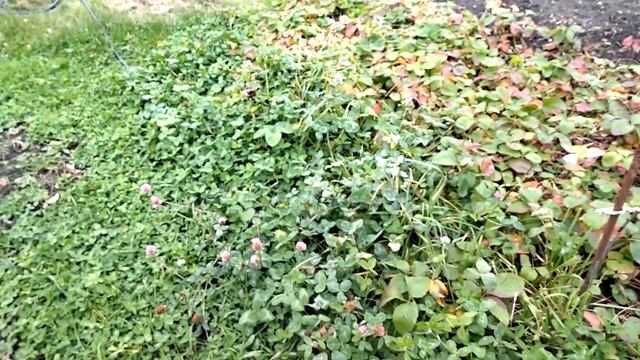 Сад-огород осенью. На даче 22 октября 2022г смотреть онлайн