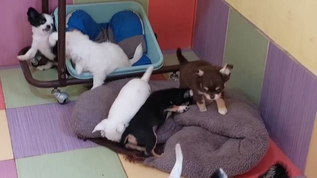 как себя ведут малыши #чихуахуа, ясли, #цены купить красивого мини щенка +79787458062 Viber WhatsAp