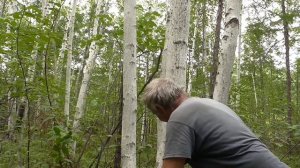 Как снять бересту и не навредить дереву.