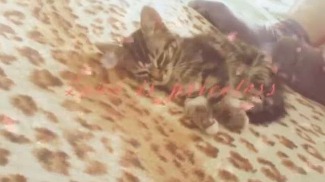 Мои любимые животные🐈🐱. смотреть онлайн