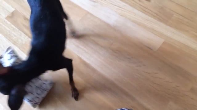 Русский Мини Той Терьер Russian Mini Toy Terrier мой собакин смотреть онлайн